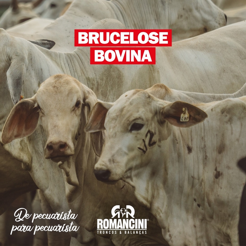 BRUCELOSE BOVINA